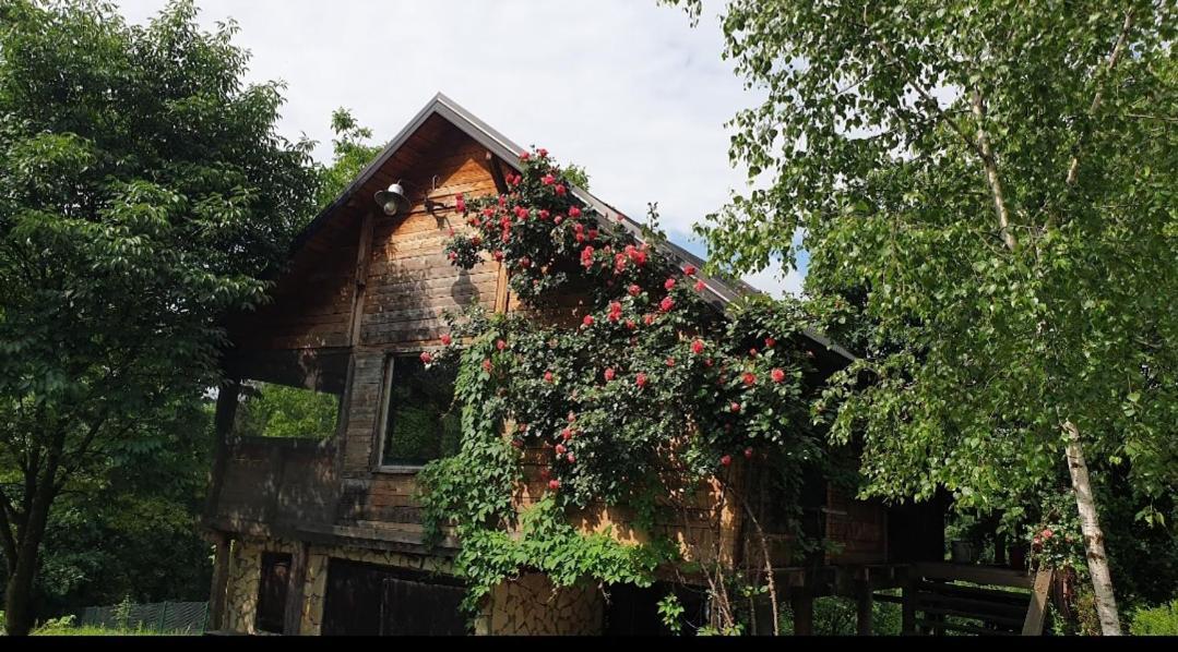 Log Cabin Belgrad Exteriör bild